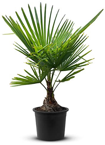 Tropictrees Trachycarpus fortunei palmier à chanvre avec une hauteur de tige de 5-15 cm | Hauteur 110cm | feuilles vertes | Paume pour l'intérieur et l'extérieur