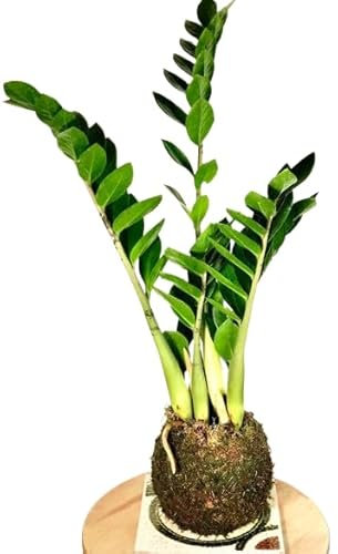 Kokedama Zamioculcas Zamiifolia PREMIUM Planta de Interior con Maceta de Musgo Natural