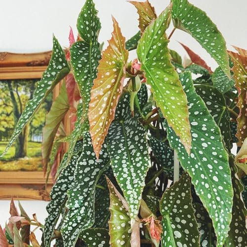 Forellenbegonie Pflanze Samen, winterfeste pflanzen für balkon Begonia maculata, grünpflanzen, topfpflanzen wohnzimmer deko zimmer pflanze winterharte pflanzen für garten stauden 50pcs