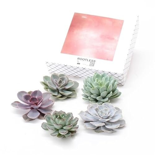 Plant in a Box - Rootless - Echeveria DIY Mix 5 - fünf Sukkulenten für Dekorationszwecke - 7 cm