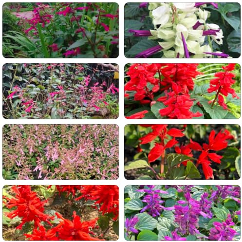 Salvia de fuego - Salvia splendens en silvestres silvestres de balcón decoración semillas perennes resistentes perennes resistentes, 135pcs
