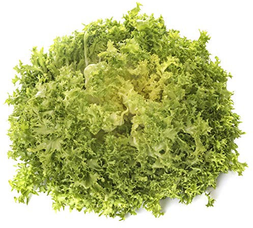 Earthcare Graines Chicorée Vert Frisées Ruffec (500 graines (Chicorée Endivia) – NON OGM d'antan