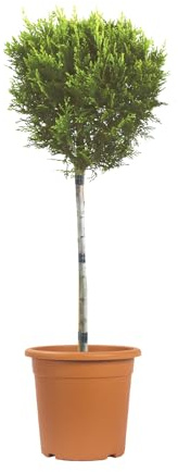 KENTIS - Cyprès Jaune de Leyland - Cupressocyparis Leylandii Castlewellan Gold - Plantes d'Extérieur - H 80/100 cm Pot Ø 22 cm