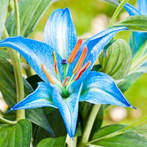 Lilium Candidum bulbi,Profumato,Perenni,Perfetto per le vacanze,Da piantare in giardino,Giglio bulbi,lilium bulbi giganti(Steli grandi,senza semi,non artificiali)-6bulbi-F