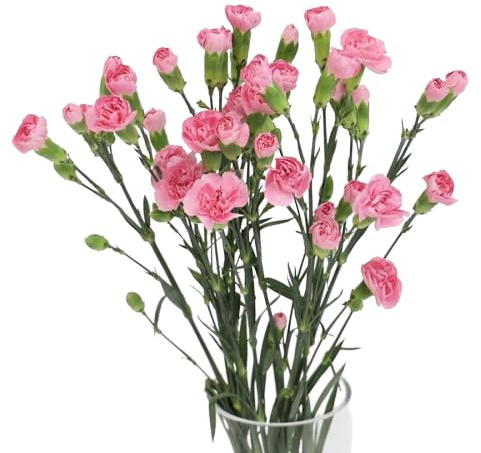 Bouquet de Claveles | DECOALIVE | Ramo de 50 Clavel Rosa| Flores Frescas Naturales