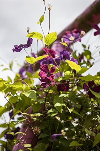 Clematis viticella 'Rubra' 60-100 cm - Italienische Waldrebe, rote Blüten, Blütezeit Juni-September, ideal für Rankgerüste, pflegeleicht und winterhart