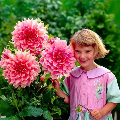 Dahlien Knollen Dinnerplate Rosa - 5 Dahlienknollen sorten Mix aus Holland - echte große Blumenzwiebeln für Garten und Töpfe (keine Samen, nicht künstlich)