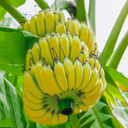 semi di banana semi resistenti giardino 120pcs