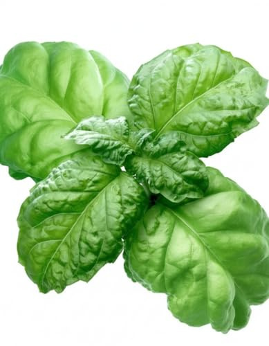 Semi di Basilico a Foglia di Lattuga Napoletano 6g | Alta Germinazione | Semi da Orto Professionali per Vaso, Balcone e Giardino | Basilico Aromatico a Foglia Grande | Made in Italy