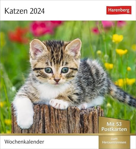 Postkartenkalender Katzen - Kalender 2024 - Harenberg-Verlag - Wochenkalender mit 53 heraustrennbaren Postkarten - 16 cm x 17,5 cm