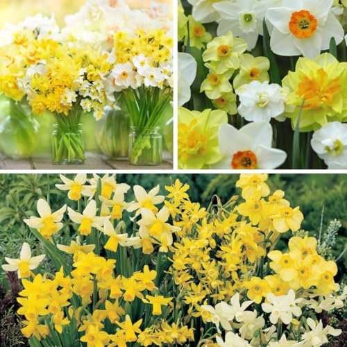 Narcissus 'Miniature Mixed' Daffodil Bulbs – Hardy Compact Varieties with Bright Yellow Blooms – Ideal for Borders, Containers & Naturalizing – 40 Bulb Pack by Thompson and Morgan