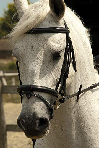 Rhinegold German Leather Bridle with Detachable Flash Noseband Cob, Black