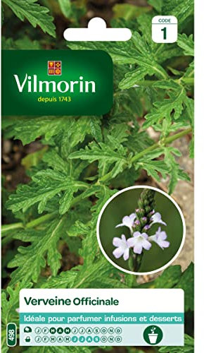 Vilmorin - Sachet de graines Verveine Officinale