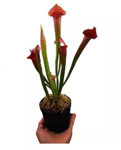 Sarracenia - Planta Carnívora Natural - Control Natural de Mosquitos