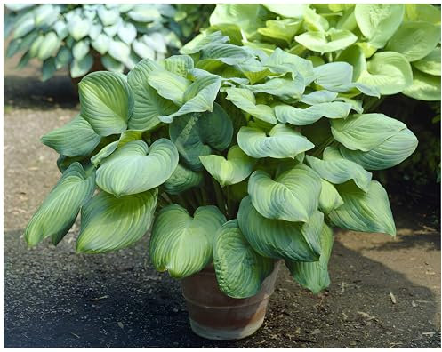 1 x Hosta plantaginea 'Guacamole' im 1 Liter Topf (Staude/Winterhart/Bodendecker/Mehrjährig) Duft Funkie, Herzblatt-Lilie - Strahlendes Laub und ein Hauch von Duft - von Stauden Gänge