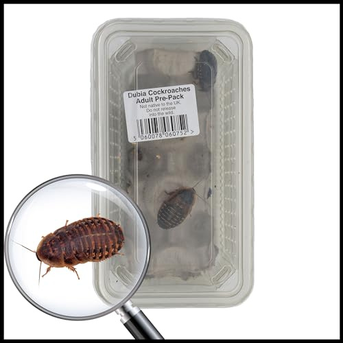 Livefoods4u Live Medium Dubia Roaches Pre Pack Approx 15 (15-20mm) - Live Food for Reptiles