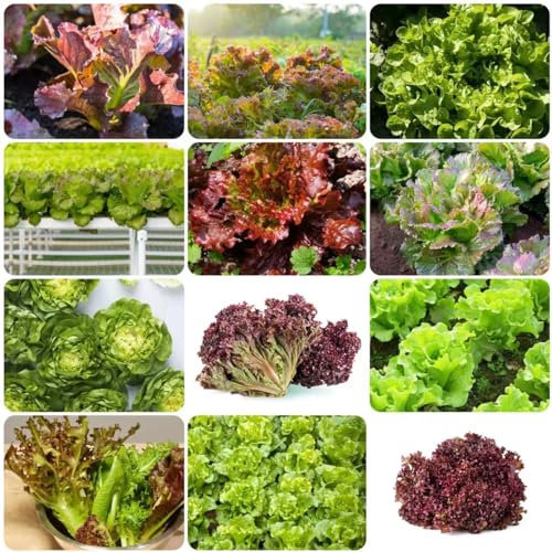 350 pcs salat samen - kräuter samen saatgut gemüse,salatsamen küchenkräuter kräutergarten geschenk zimmerpflanze bio saatgut gartenkräuter gemüsesamen balkonpflanzen winterhart bonsai