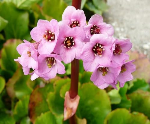 New Fresh 90pcs Pink Bergenia Flower Seeds