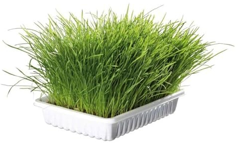 Generico Erba Gatta per Gatti Soffice Naturale – 1 Confezioni da ca. 100 g – Erba per Gatti in Ciotola, Snack e Gioco