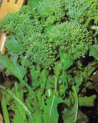 Broccoli RAAB - Spring RAPINI – 200 Seeds