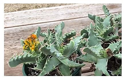 Pcs - 5x Faucaria Felina Zwergsukkulente Chambre Jardin Plantes - Graines B1480 - Seeds & Plants Shop by Ipsa