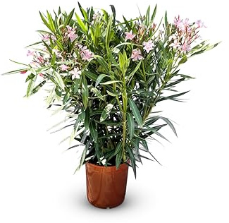Sunny Tree - Pianta - oleandro - Nerium oleandro - Colore Rosa - Altezza 140-160 cm - Pianta per esterni - Pervinca in inverno - Pianta mediterranea