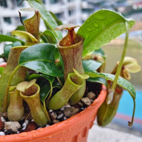 Semi di Nepenthes, giardino verdi da balcone resistenti per il giardino resistenti regali 500pcs