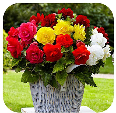 Begonia Non-Stop Double Tubers/Corms x 10 Mixed Colours Summer Flowering by Growtanical®