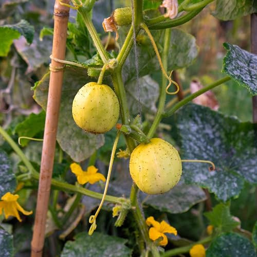 PREMIER SEEDS DIRECT - Cucumber - Crystal Lemon - 65 Finest Seeds