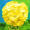 Sump freschi 200pcs semi di fiori Gerani per la semina Giallo