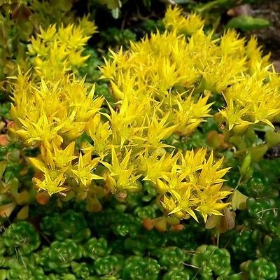 50 semi semi - Sedum Oregon Stonecrop succulente (Sedum origano)