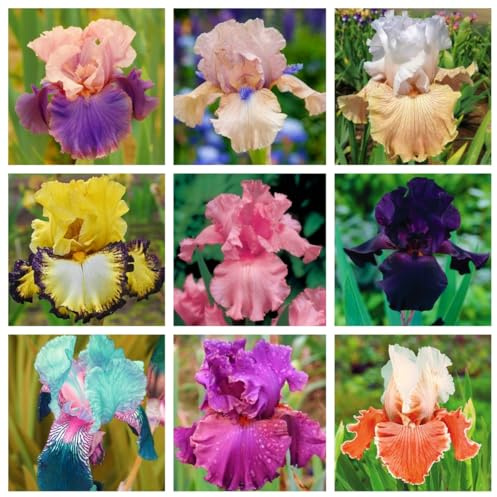 Iris bulbi，Iris bulbi rifiorente，Iris bulbi misti，Bulbi resistenti al freddo e alla siccità，Perenne, Piantagione del cortile del giardino-4 bulbi-a