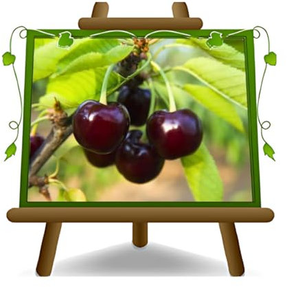 EURO PLANTS VIVAI Ciliegio Acido Visciola di Germania - Pianta da Frutto Antico su Vaso da 20 - Pianta Max 170 cm - 2 Anni