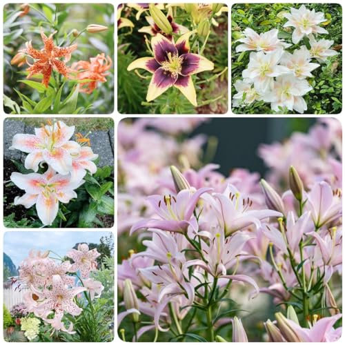 22 pcs lilien zwiebeln winterhart, stauden winterhart mehrjährig Lilium brownii - lilie baumlilien Hydrokultur geschenke für den garten blumenzwiebel balkon pflanze pflanzenkübel