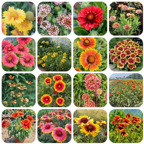 kokardenblume, gaillardia, frühlingsblume wildblumensamen hochbeet gartenblumen, kräuterpflanzen seltene, wohnzimmer deko zierblumen blumendeko 600samen