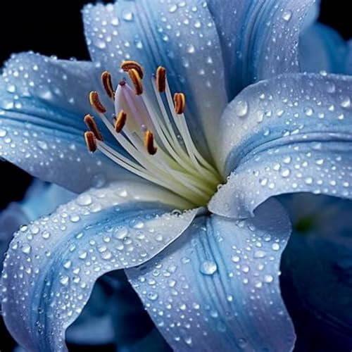 Bulbi di giglio, bulbi di giglio gigante, colori misti-2bulbi