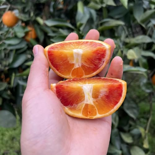 orangenbaum winterhart samen - zwergobstbäume topf pflanze zitruspflanzen seltene pflanzen exotische früchte grünpflanzen säulenobstbäume gewächshaus balkon bio saatgut obstbäume 40pcs