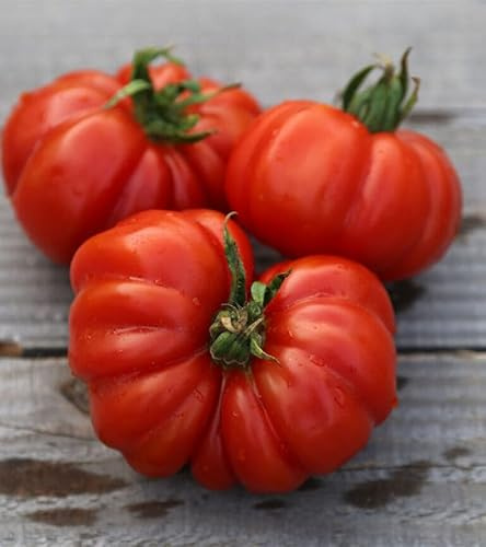 150 Semi di Pomodoro Varietà Costoluto Fiorentino, Seme per Orto e Insalate, Sementi Coltivazione in Vaso e Balcone