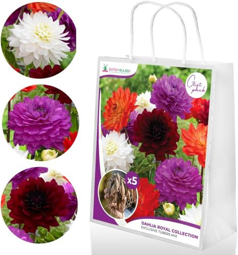 Dahlien knollen Königlich Kollektion, Geschenkpackung mit 5 dahlien zwiebeln sorten Mix aus Holland, Exklusive Dahlienknollen mischung für Garten und Töpfe (keine Samen, nicht künstlich)