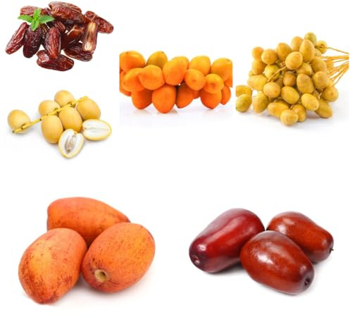 palmera datilera semillas de palmera datilera resistentes al exterior de dátil, lecho 15pcs