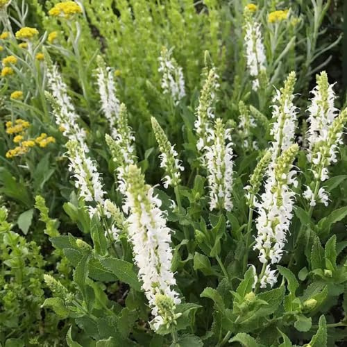 Semi di salvia - varietà antiche biologiche, esotiche recisi in vaso arredamento del soggiorno tappezzante resistente 50pcs