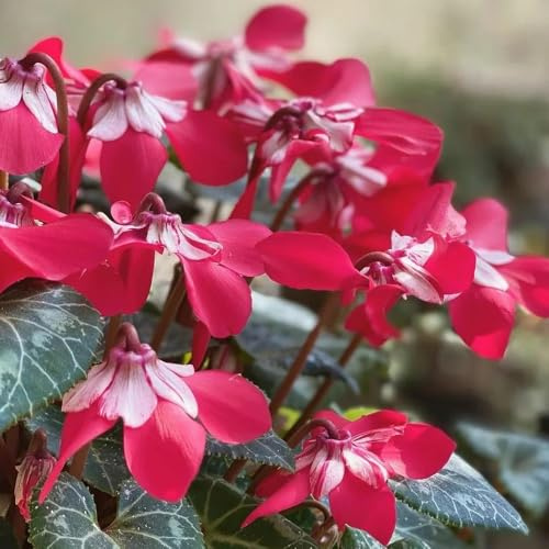 Ciclamino selvatici balcone semi biologici giardino decorazione balcone vaso tetti verdi 150pcs
