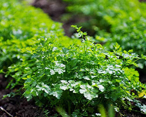 500 semi di prezzemolo piatto - Pianta aromatica - Semi di contadini riproducibili - Sowing
