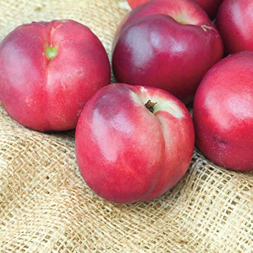 Nectarine Yumm Yumm™ REACHABLES® Bare Root Fruit Tree - Enjoy Nectarines with Out Needing a Ladder to Maintain! Includes 1 Tree per Order. Due to regulations Can't Ship to AL AR CA CO ID LA MS OR WA