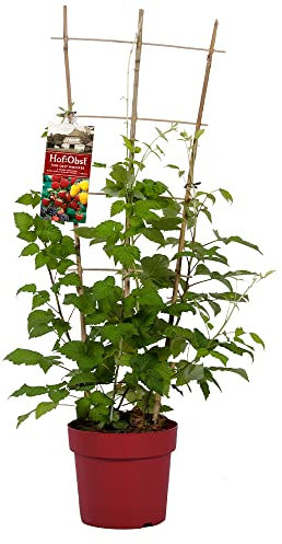 Hof:Obst 'Trio' Himbeere , drei Himbeersträucher am Spalier , winterhart , mehrjährig , Pflanze für Garten, Terrasse, Balkon oder Kübel