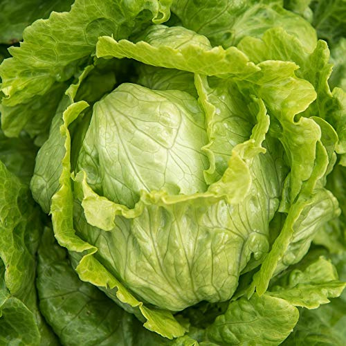 Crisphead Iceberg Lettuce Seeds - 100 Count Seed Pack - Non-GMO - A Staple in The Kitchen with Firm Heads and Crisp Leaves. - Country Creek LLC