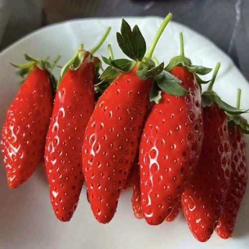 100 pcs erdbeeren samen mehrjährig, erdbeer erdbeersamen alte sorten saatgut pflanze echt hängeerdbeeren hochbeet samen rankpflanzen winterhart pflanzen für garten bio saatgut säulenobstbäume