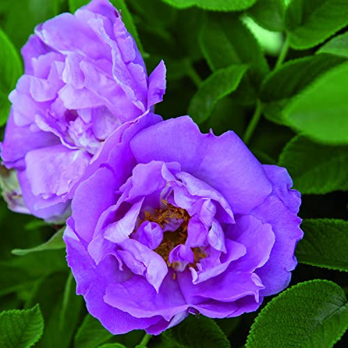 Foxi®, rosa viva rugosa di Rose Barni®, pianta in vaso rifiorente, con ricca fioritura a fiore semi-doppio di colore rosa lilla, cod. 75095.