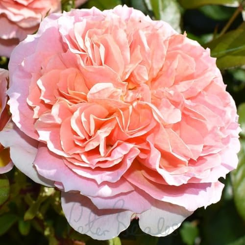 Peter Beales Roses It's a Wonderful Life Floribunda Bush Rose, Multi-Coloured Double Blooms, 90cm x 60cm, Award-Winning Rose of the Year 2022, Lightly Scented