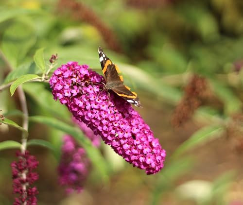 Sommerflieder Schmetterlingsstrauch 'Buddleja Davidii Royal Red' 60-80 cm winterhart Freilandaufzucht